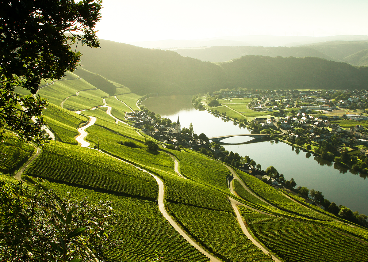 Reasons Germany - Moselle Valley - Moselsteig