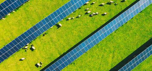 Solar park with grazing sheep
