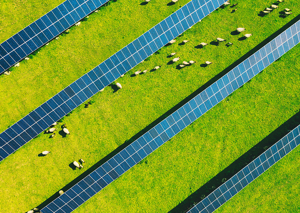 Parco solare con pecore al pascolo