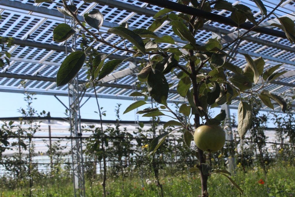 The solar modules protect the apple trees from, among other things, excessive sunlight and extreme weather.