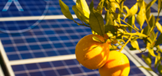 農業用太陽光発電 (Agri-PV または AgriPV)