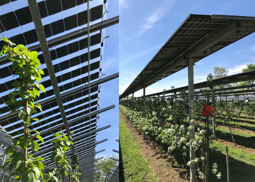 Švestky, jablka, hrušky, kiwi a ostružiny se pěstují pod agro-PV systémem na ovocné farmě Vollmer - část výzkumného zařízení v Oberkirch-Nussbach pracuje s plně zastíněnými moduly