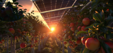 Agri-PV pour les fruits et légumes : Prévenir les coups de soleil sur les pommes grâce à l&#39;agri-photovoltaïque et produire de l&#39;électricité
