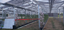The Agri-PV system for various types of berries has completely closed circuits for water and nutrients