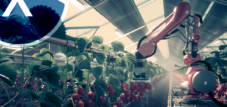 روبوت حصاد الفراولة (صورة رمزية) في دفيئة شمسية مع ألواح شمسية شبه شفافة كسقف