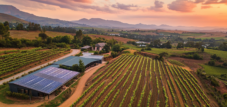 Wingerdbou en sonenergie: Agri-fotovoltaïese (Agri-PV) in wingerdbou in Suid-Afrika - geleenthede, uitdagings en potensiaal