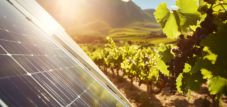 L&#39;Agri-PV dans la viticulture sud-africaine : Exemples de réussite, coûts d&#39;investissement pour les systèmes Agri-PV et potentiel prometteur